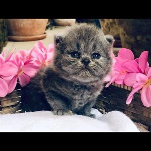 Meet your Posher, Salim